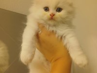 Yavru bembeyaz scottish fold