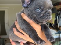 En güzel blue fransız bulldog kız