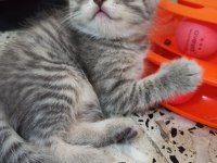 En güzelleri british longhair