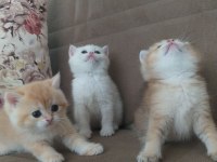 Safkan scrli british shorthair