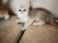 British shorthair yavrular