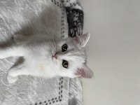 Sliver yavru kedi