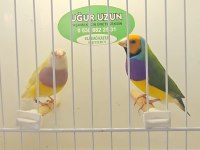Şampiyonundan jumbo gouldian finch gökkuşağı ispinozu
