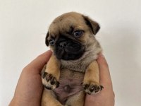 Pug yavrumuz dan varsa daha iyisi o da annesi