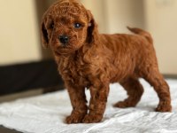 A KALİTE ORJİNAL TOY POODLE