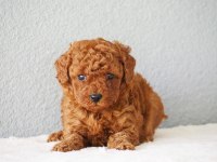 Toy poodle yavrularımız