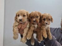 Maltipoo bebekleri 2 aylık