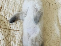 British longhair kedimiz