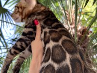 Show Class Erkek Bengal 