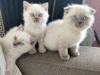 Scottish Fold Point blue Minikler yeni ailesini Arıyor