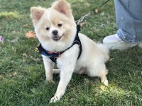 1 yaşında dişi pomeranian boo