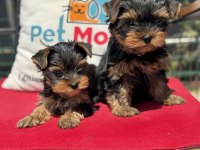 Show kalite tea cup yorkshire terrier yavrularımız