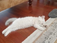 Kedi british longhair 2.5 aylık beyaz