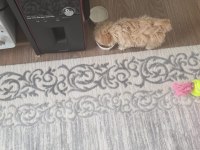 Oyuncak gibi sevimli maltipoo bebeğim