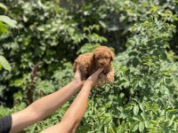 Orjinel Poodle Bebekler