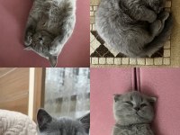 4 aylık sevimli erkek scottish fold kardeşler