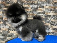 Çok nadir bulunan black tan ayı surat pomeranian yavrumuz