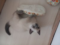 Sahiplendirme british shorthair