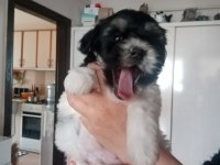 3.5 aylık maltese morkie dişi