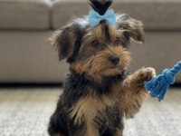 Baldan tatlı yorkshire terrier yavrular