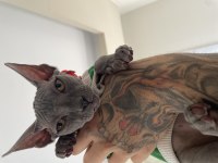 Orijinal 3 aylık erkek sphynx