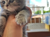 British longhair