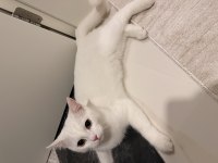 7 aylık british shorthair