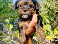 Teacup bardak boy yorkshire terrier yavruları