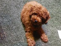 Orjinal kore kan son yavru poodle