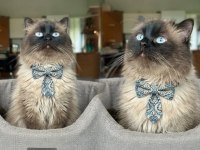 Güzel ragdoll çocuğa yuva