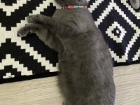 2 yaşında british shorthair çok iyi huylu