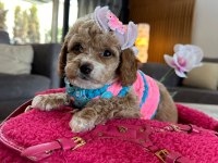 Çok uygun toy poodle acil ilk gelen alır