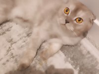 Scottish fold kedimize yeni yuva arıyoruz