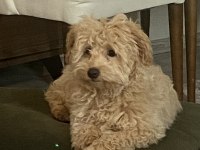3 aylık maltipoo sahiplendiriyorum