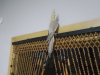 Sağlıklı sultan papağanı