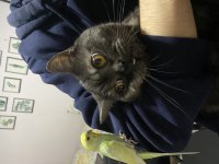 1 yaşında british shorthair
