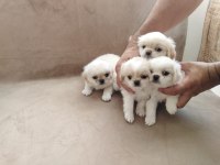 Orjinal Emperyal Pekingesse