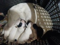 Jack russell yavrularım