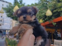 Mini yorkshire terrier baby