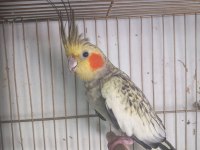 Sultan papağanı 3 aylık