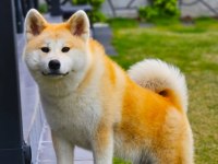 Safkan Soykütük Sertifika Belgeli Japon Akita Yavrular