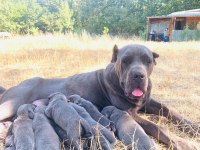 KALİTELİ SAĞLIKLI CANE CORSO BEBEKLER