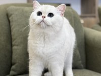Masmavi Kocaman Gözlü Silver British Shorthair