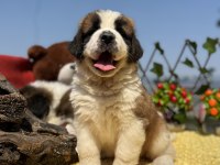 Heybeti İle Göz Dolduran St Bernard Yavrular
