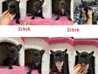 3 erkek 1 dişi fransız bulldog yavrular