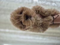 Maltipoo yavrum 55 günlük