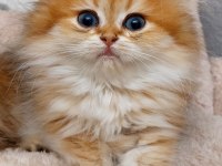 British Longhair Golden Ny11-12 Serileri A+