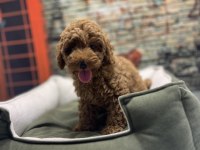 Red Brown Toy Poodle Erkek @petclubadanaa