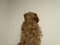2.5 aylık maltipoo teacup