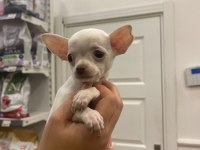 Ped eğitimli aşılı chihuahua kızlarımız